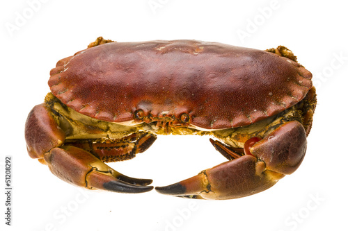 Raw crab