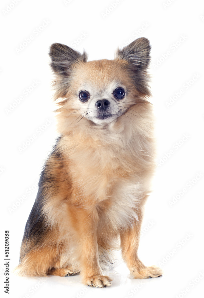 chihuahua chihuahua