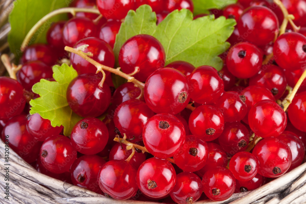 red currant in basket with leafs in close up red currant in basket with leafs in close up