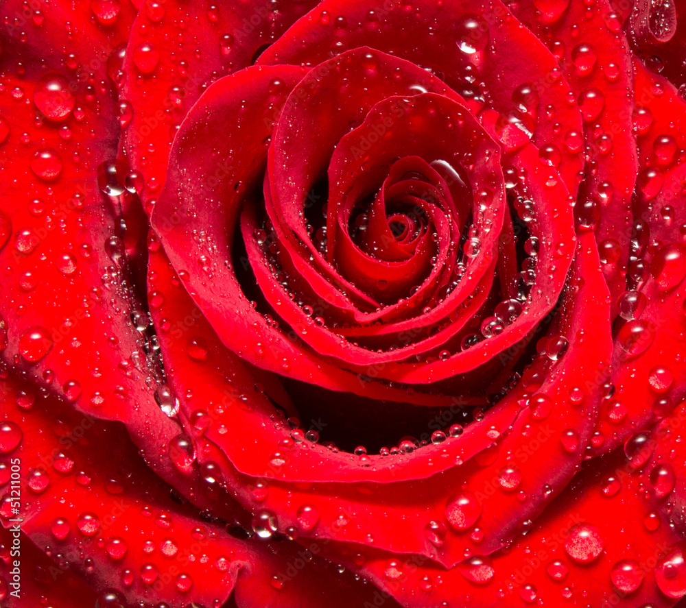 Close up of rose flower Close up of rose flower