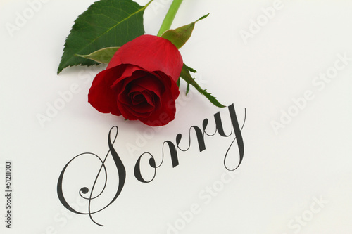 Sorry with red rose photo