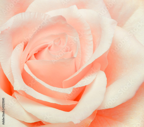 Close up of rose flower