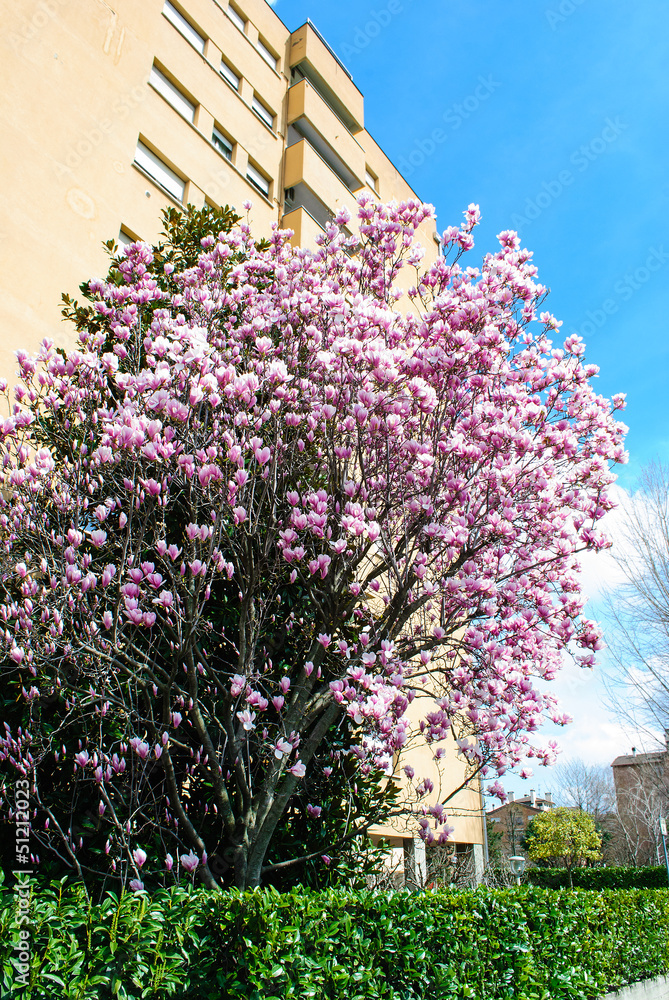 Obraz premium magnolia in fiore
