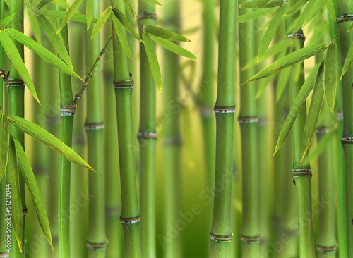 Naklejka Bambus kiełkuje las