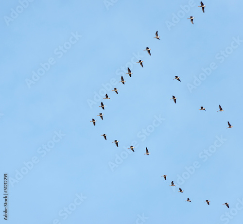 Geese flying in a blue sky in spring