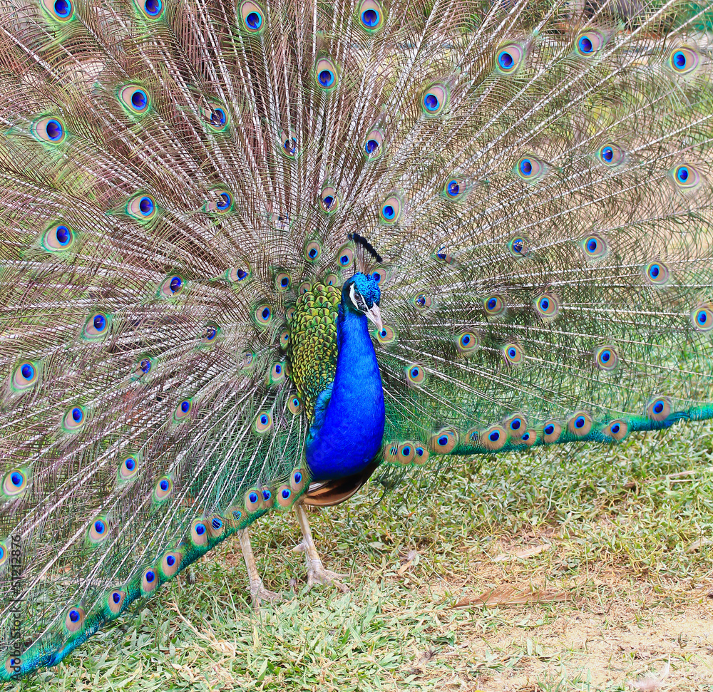 Obraz premium Peacock