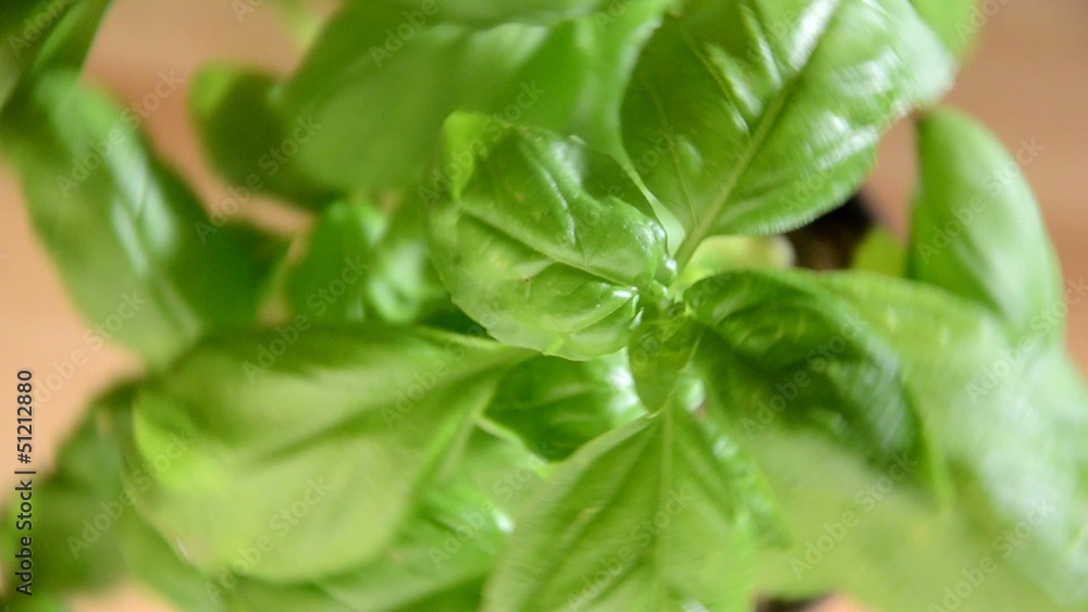 Ocimum basilicum 바질 Ocimum basilicum 바질