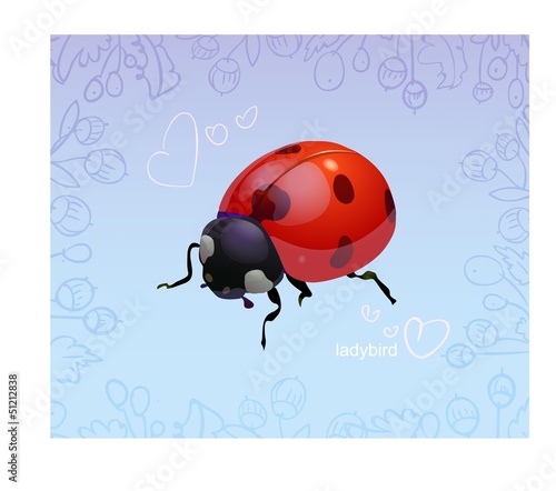 божья коровка ladybird