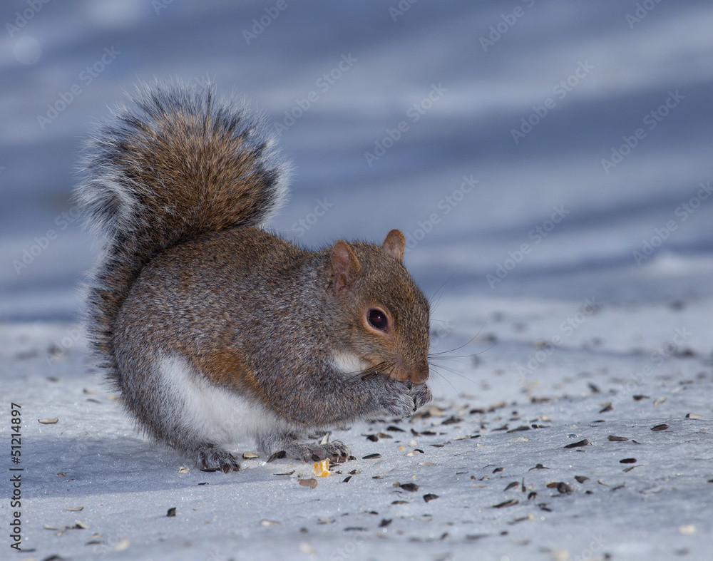 Snowy squirrel Snowy squirrel