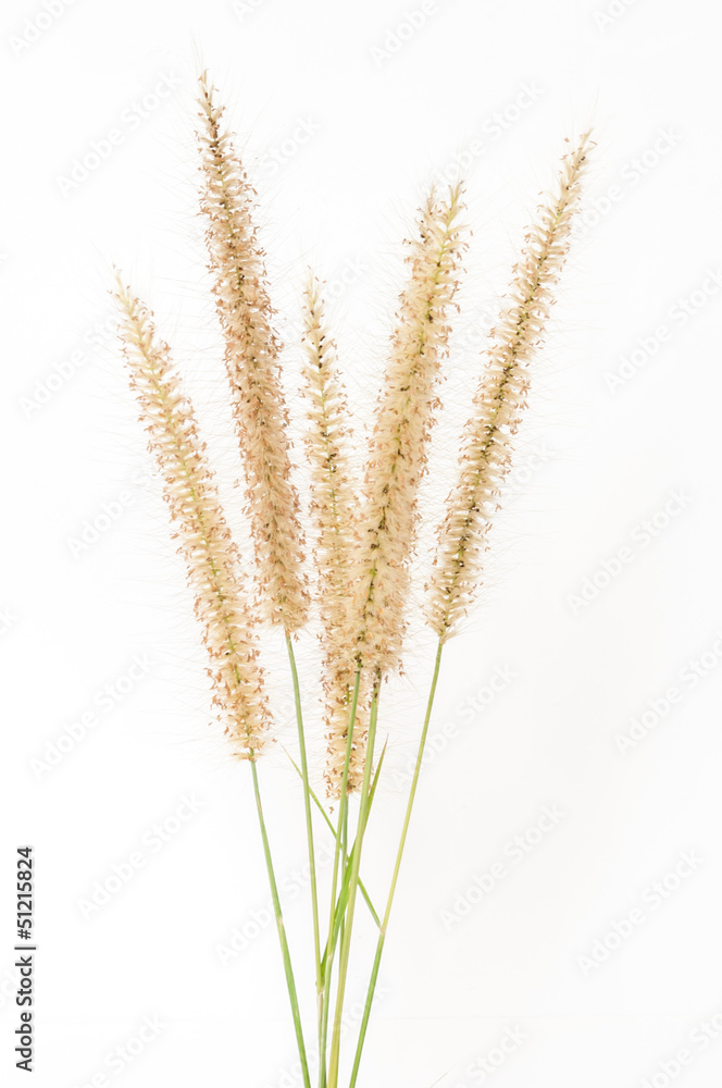 Grass flower. Grass flower.