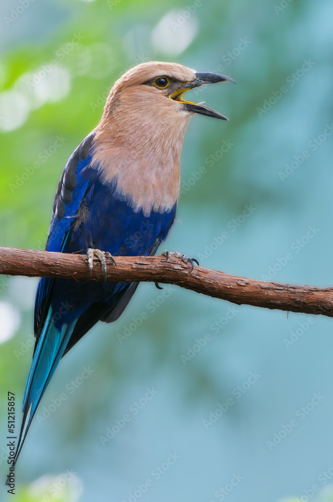 Blue-bellied Roller Blue-bellied Roller