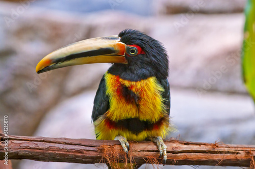 Pale-mandibled Aracari photo