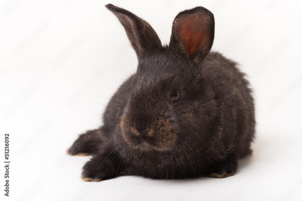 Obraz premium schwarzer hase 2