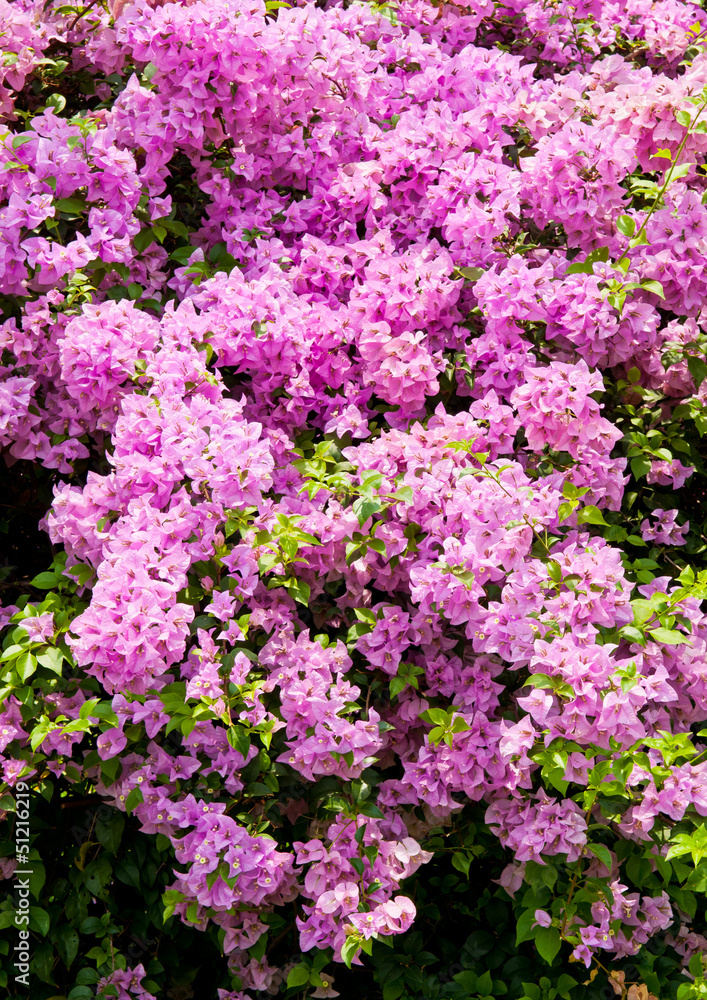 colorful plink bougainvillea close up