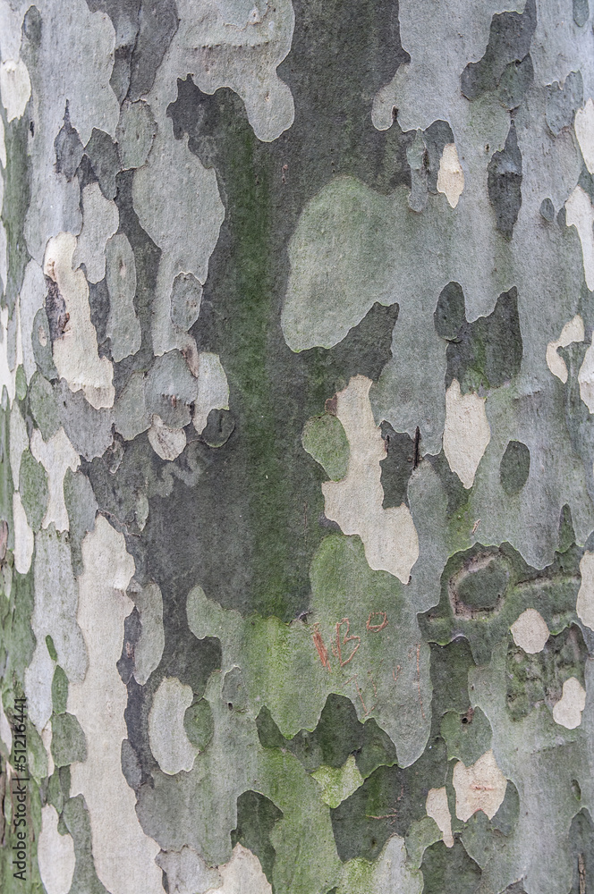 Tree bark Tree bark