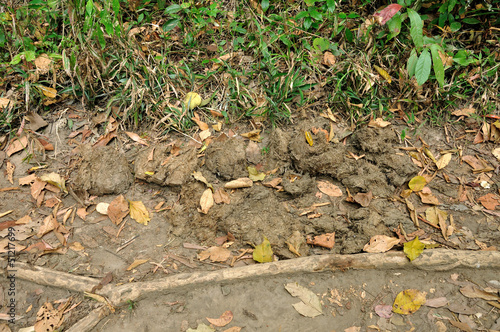 Elephant dung in forest at Phu Kradueng National Park, Loei, Tha