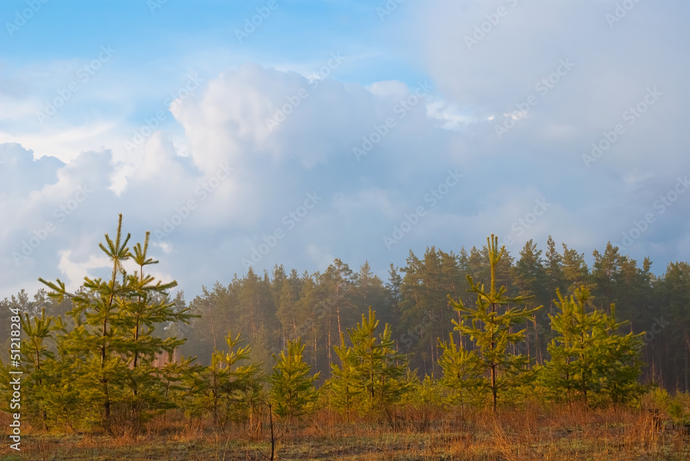 Fototapeta premium pine forest after a rain