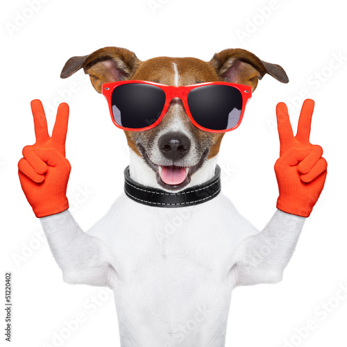 peace and victory fingers dog © Javier brosch