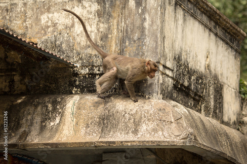 Photography Running monkey