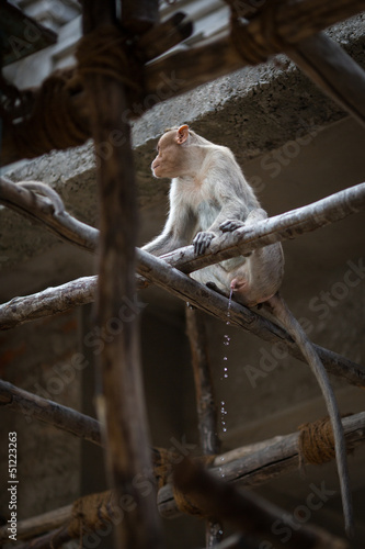 Wallpaper Mural Monkey pees Torontodigital.ca