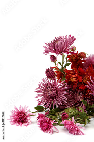 Bouquet of red flowers  chrysanthemums isolated on white backgro