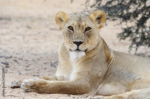 Lioness (Panthera leo) in the Kalahari desert