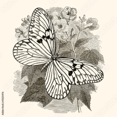 Papillon
