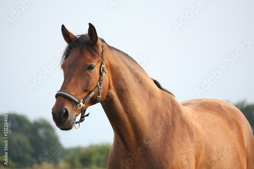 Beautiful bay horse portrait in summer © virgonira