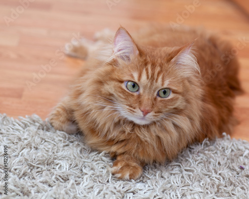 red cat lays on a gray carpet and looking at the camera