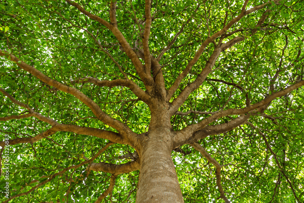 Fototapeta premium Under the tree.