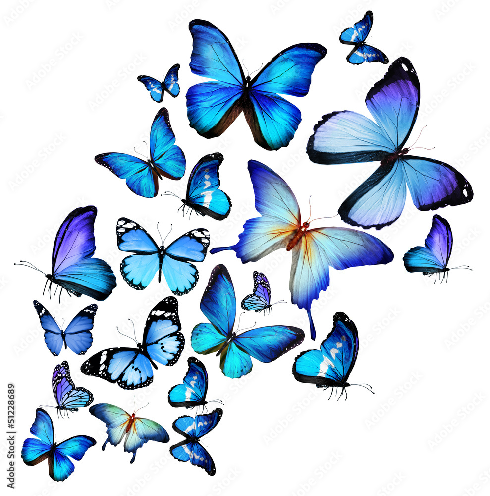 Obraz premium Many different butterflies, isolated on white background