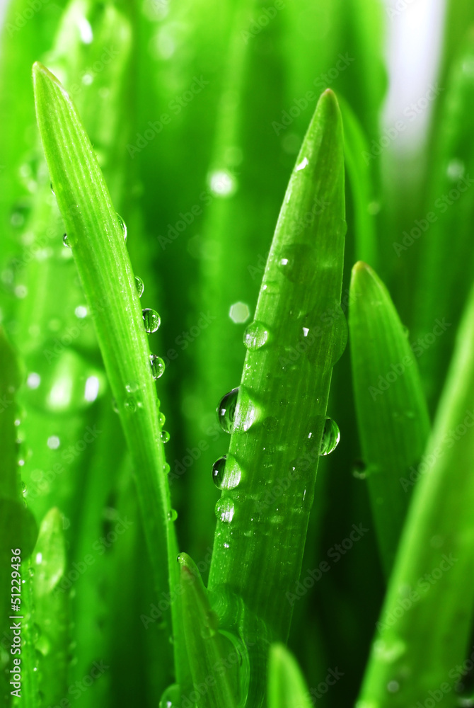 fresh grass fresh grass