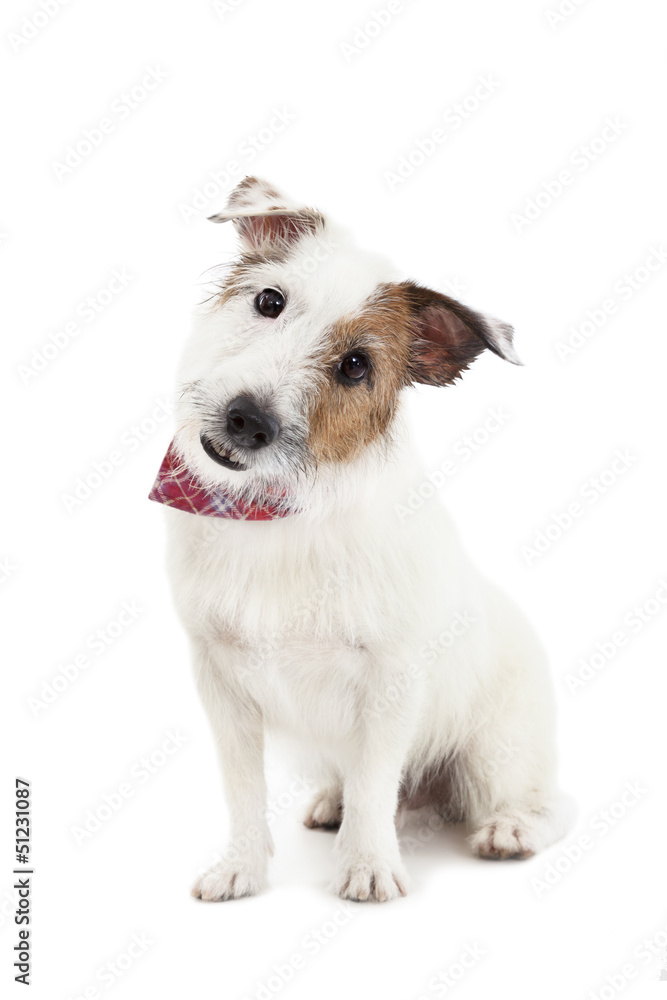 Puppy  jack russel terrier dog on the white background
