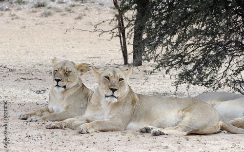 Lioness  Panthera leo  in the Kalahari desert