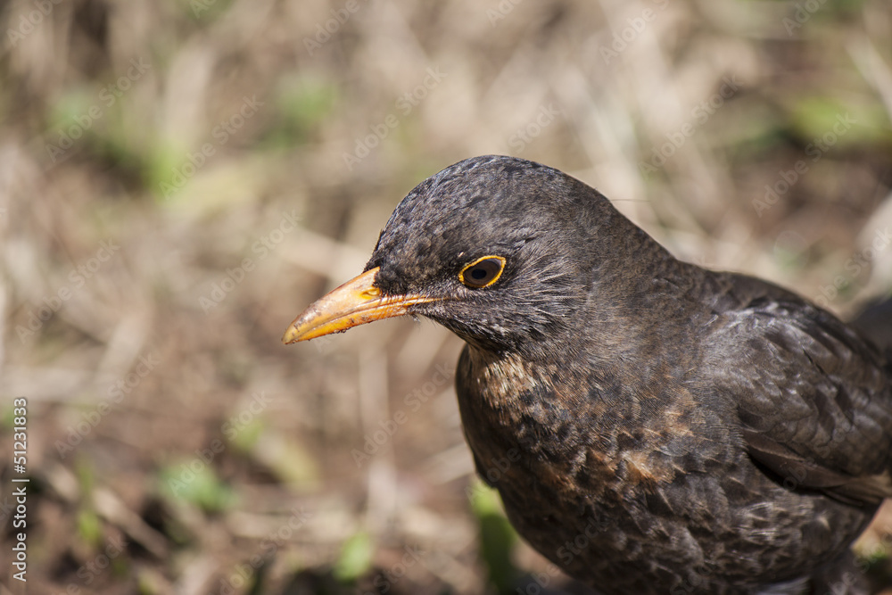 a blackbird with dirty beak