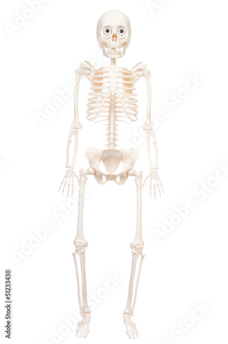 Menschliches Skelett © Olaf Wandruschka