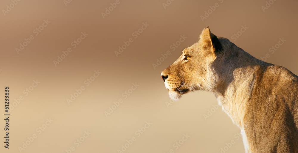 Obraz premium Portret lwicy