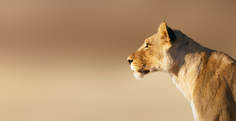 Lioness portrait