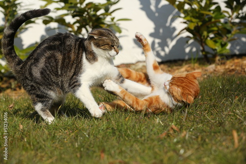 Fototapeta Naklejka Na Ścianę i Meble -  2 Tigerkatzen im Streit