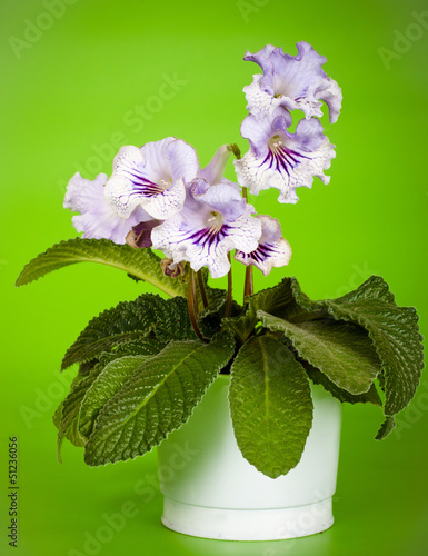 house plant streptocarpus in bloom photo