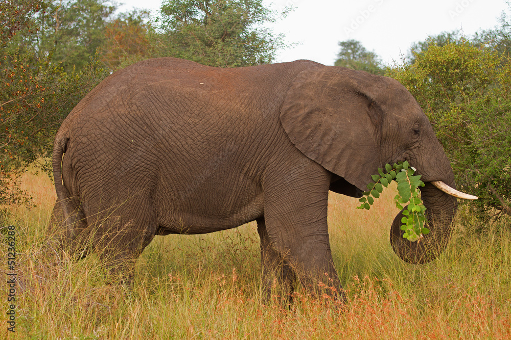 African elephant browsing; Loxodonta africana