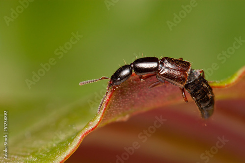 Rove Beetle © BAHADIR YENICERI