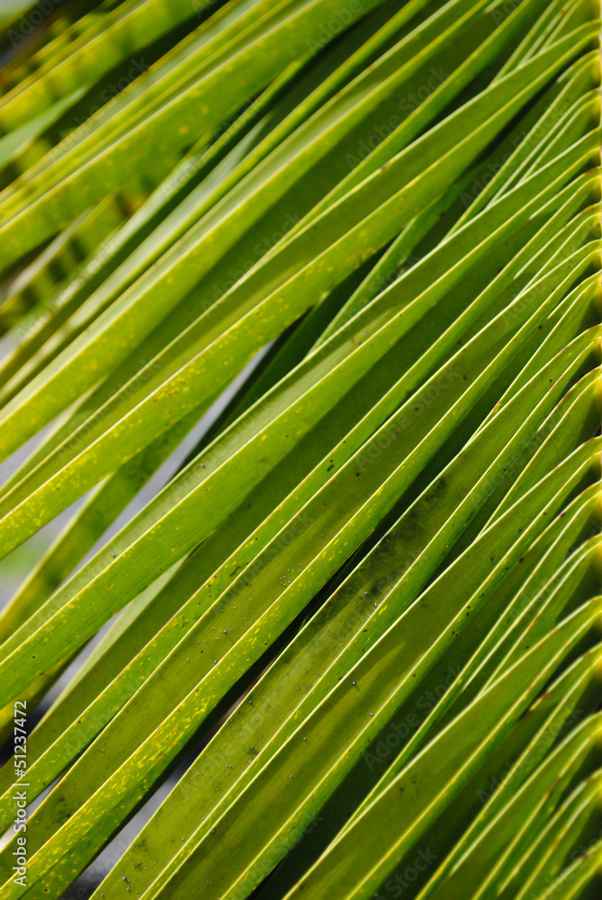 green palm leaves green palm leaves