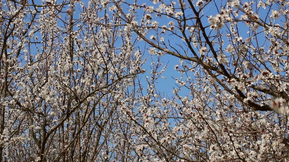 Apricot flowers blooming in springtime. Apricot flowers blooming in springtime.