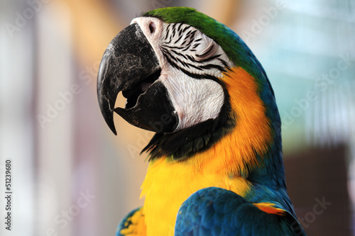 Macaw closed the eyes. © kungverylucky