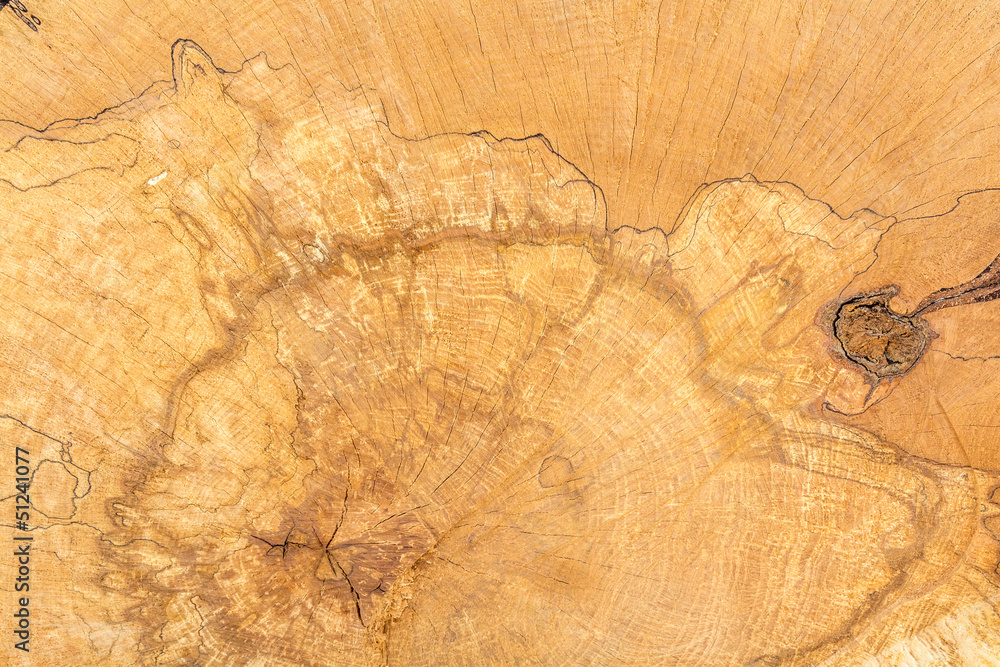 Obraz Log of wood texture