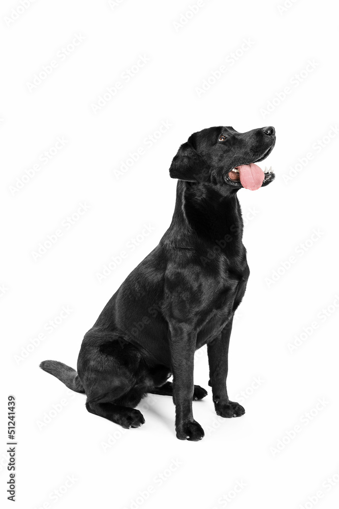 Black Labrador