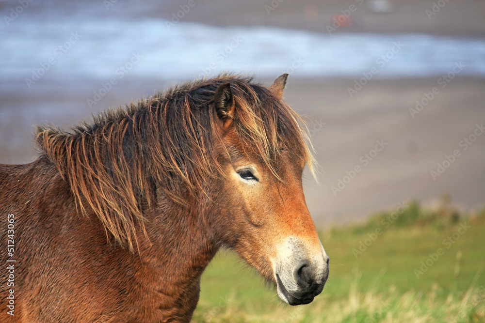 wild pony wild pony