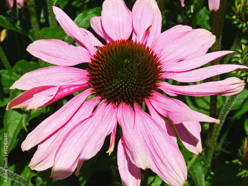 Beautiful echinacea close up