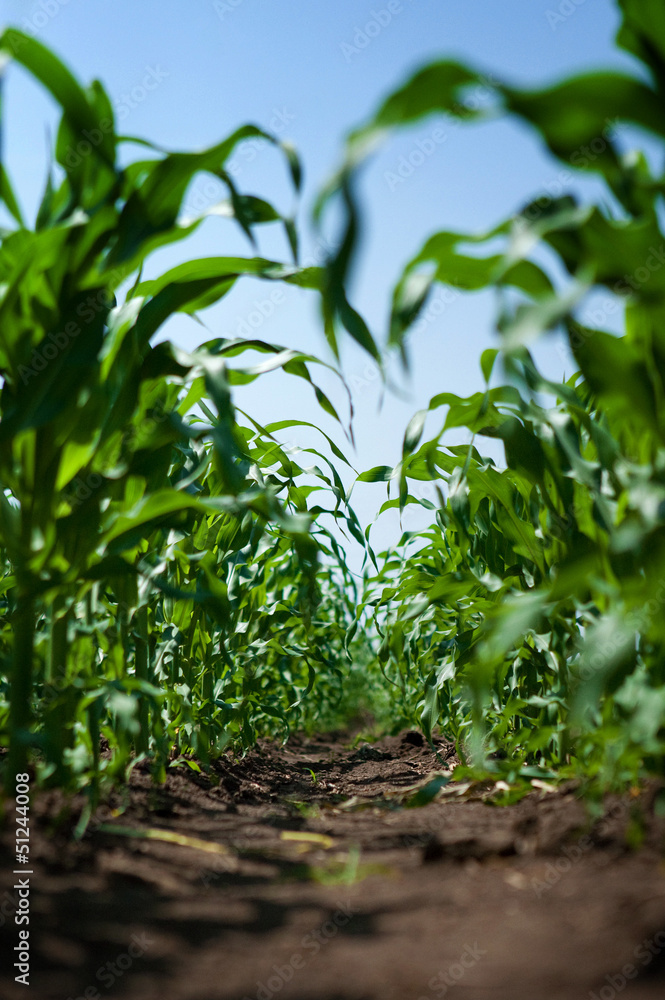 Young corn